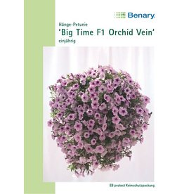 Benary Petunie Big Time F1 Orchid Vein, einjährig