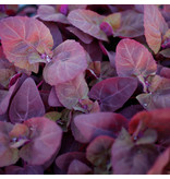 Saat & Gut BIO-Rote Gartenmelde