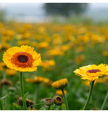 Saat & Gut BIO-Ringelblume Golden Princess Black Center