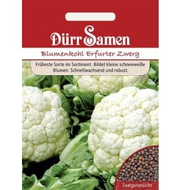 Dürr Samen Blumenkohl  Erfurter Zwerg