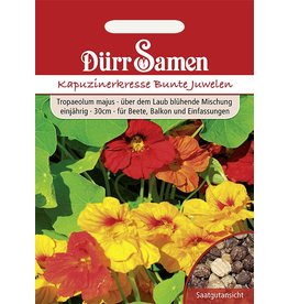 Dürr Samen Kapuzinerkresse  Bunte Juwelen, einjährig, 30cm