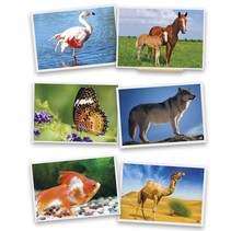 Koffer dieren