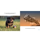 Alle honden hebben ADHD